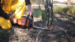 Best Tree Removal  in Frenchtown, NJ