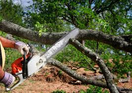 Best Arborist Consultation Services  in Frenchtown, NJ