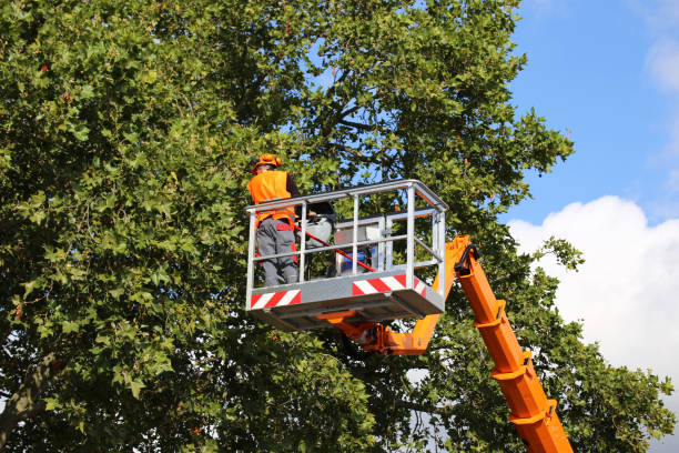 Best Arborist Consultation Services  in Frenchtown, NJ