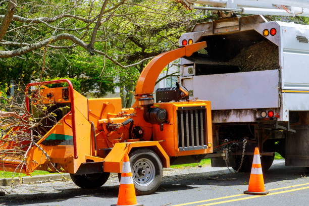 Best Tree Cabling and Bracing  in Frenchtown, NJ