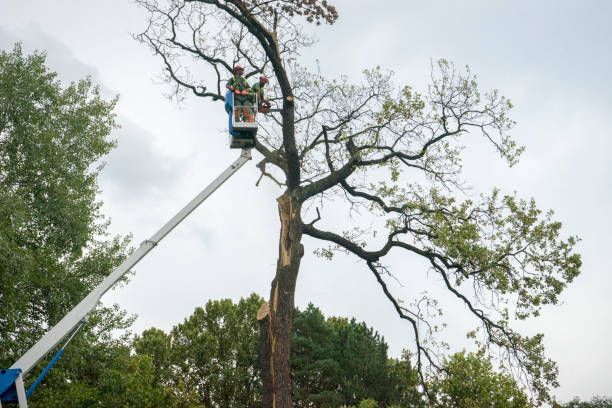 Best Leaf Removal  in Frenchtown, NJ