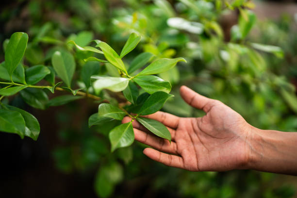 Reliable Frenchtown, NJ Tree Services Solutions