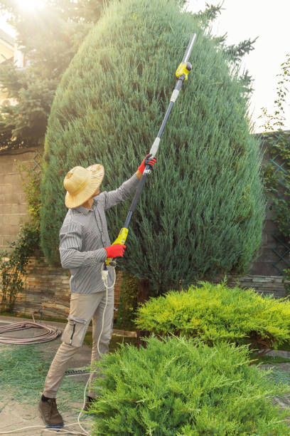 Best Storm Damage Tree Cleanup  in Frenchtown, NJ