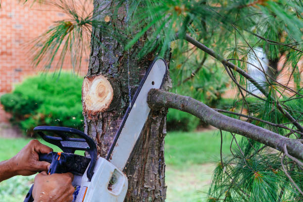 Best Hedge Trimming  in Frenchtown, NJ